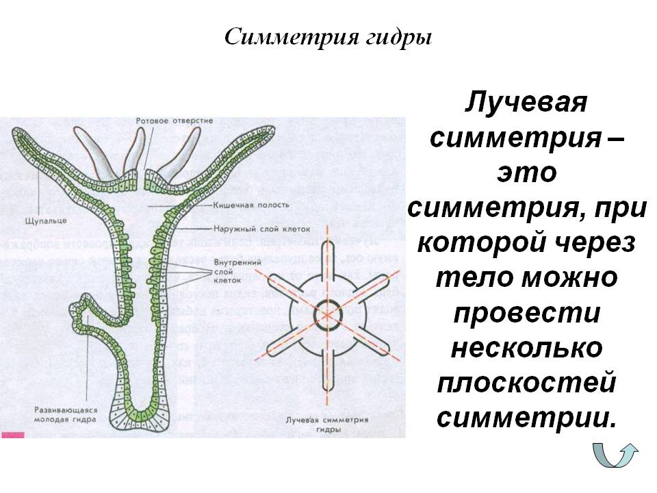 Официальная тор ссылка кракен сайта