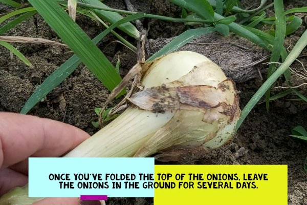 Кракен зеркало onion